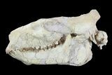 Oreodont (Merycoidodon) Skull - Wyoming #93756-4